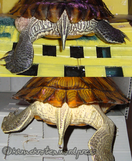 Turtle Fact 7 Male Or Female Underneath The Shell,Turtle Shell