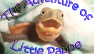 An Introduction to The Adventure of Little Papoe (Serial)