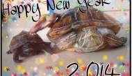 Happy New Year 2014